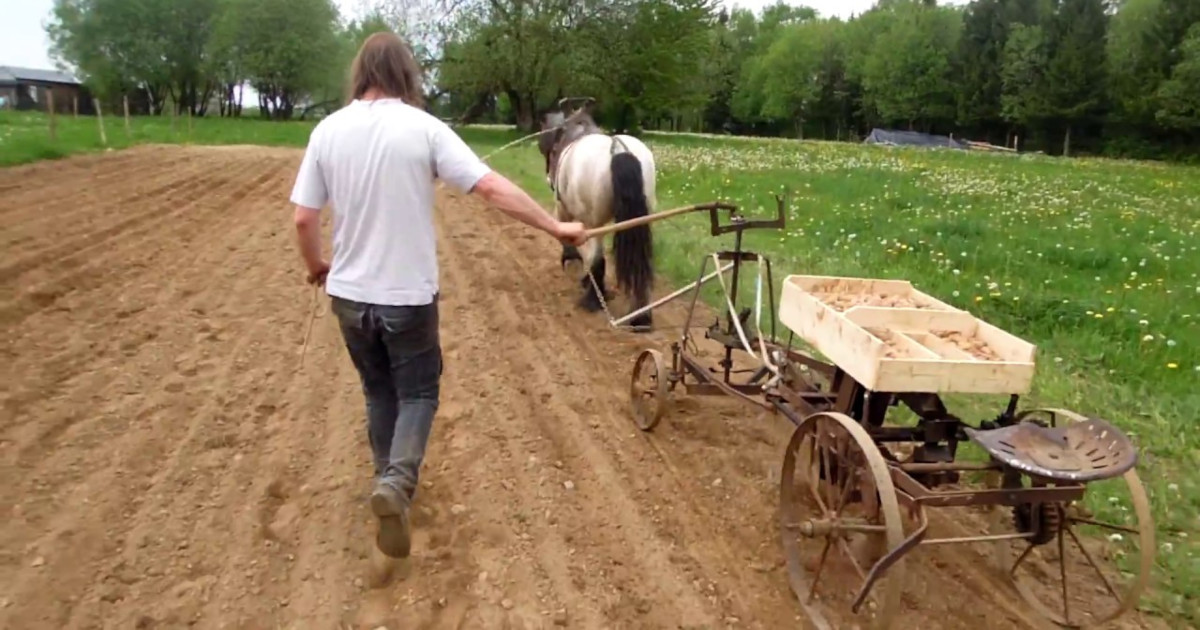 Plantation des pommes de terre en Ardenne